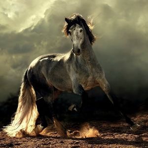 Meet your Posher, Mollie